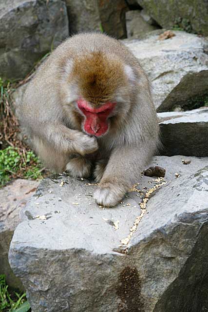 Japanese Snow Monkey (Macaca fuscata)