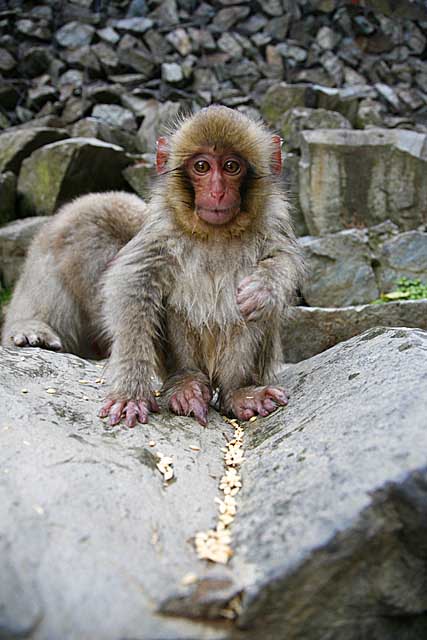 Japanese Snow Monkey (Macaca fuscata)