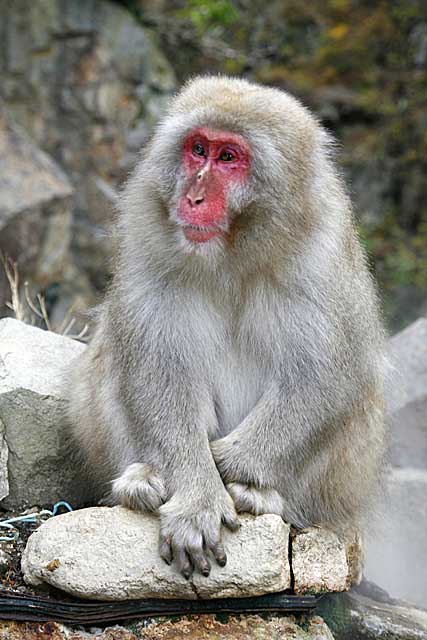 Japanese Snow Monkey (Macaca fuscata)