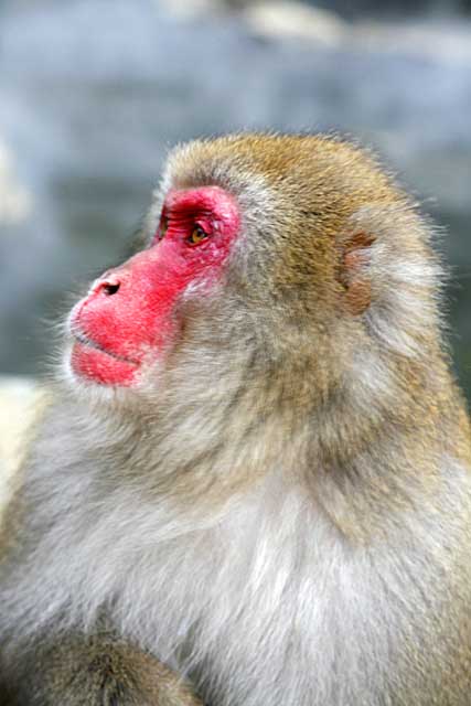 Japanese Snow Monkey (Macaca fuscata)