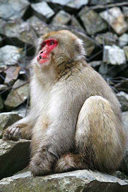 Japanese Snow Monkey (Macaca fuscata)