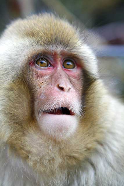 Japanese Snow Monkey (Macaca fuscata)