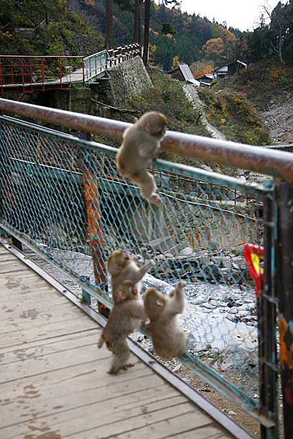 Japanese Snow Monkey (Macaca fuscata)