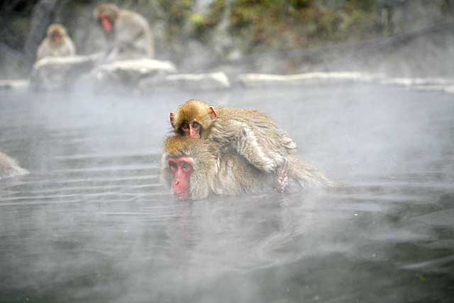 Japanese Snow Monkey (Macaca fuscata)