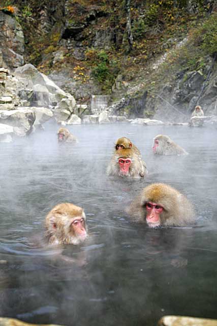 Japanese Snow Monkey (Macaca fuscata)