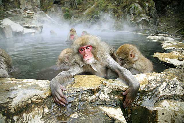 Japanese Snow Monkey (Macaca fuscata)