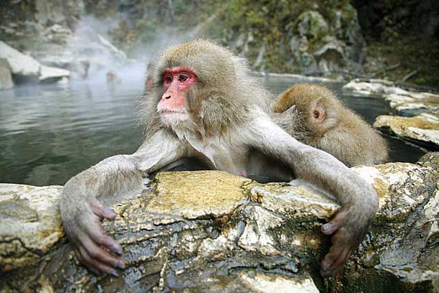 Japanese Snow Monkey (Macaca fuscata)