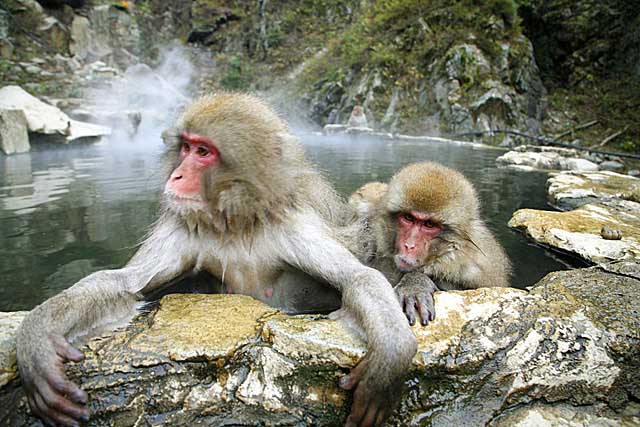 Japanese Snow Monkey (Macaca fuscata)