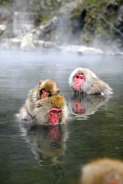 Japanese Snow Monkey (Macaca fuscata)