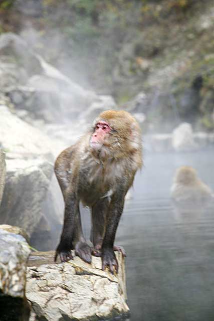 Japanese Snow Monkey (Macaca fuscata)