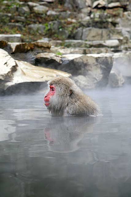 Japanese Snow Monkey (Macaca fuscata)