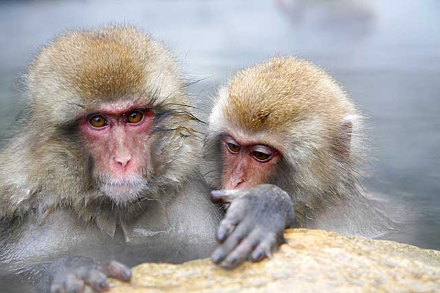 Japanese Snow Monkey (Macaca fuscata)