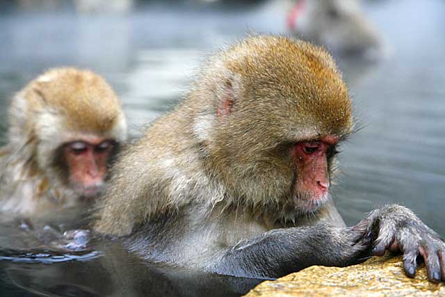 Japanese Snow Monkey (Macaca fuscata)