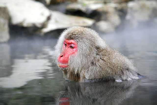 Japanese Snow Monkey (Macaca fuscata)