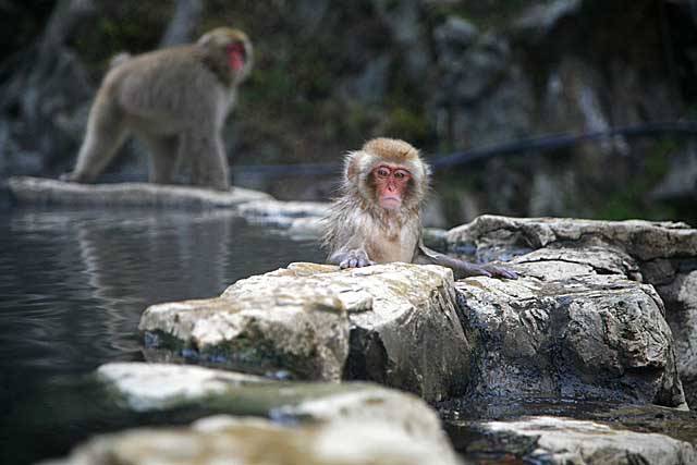 Japanese Snow Monkey (Macaca fuscata)