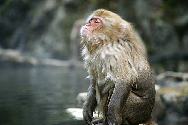 Japanese Snow Monkey (Macaca fuscata)