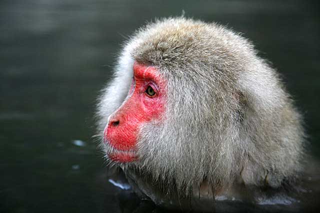 Japanese Snow Monkey (Macaca fuscata)