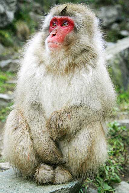 Japanese Snow Monkey (Macaca fuscata)