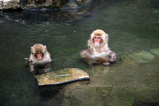 Japanese Snow Monkey (Macaca fuscata)