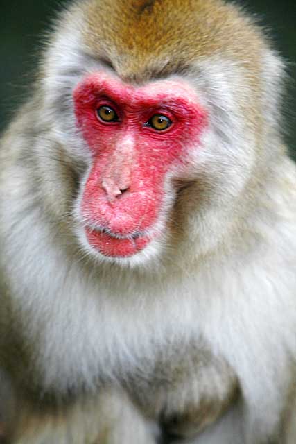 Japanese Snow Monkey (Macaca fuscata)