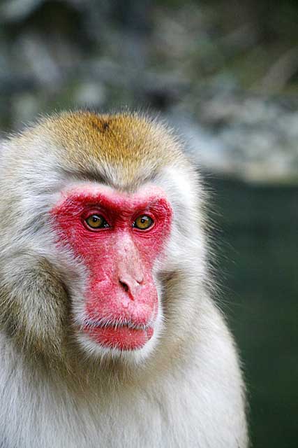 Japanese Snow Monkey (Macaca fuscata)