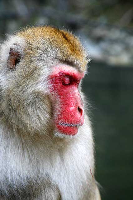 Japanese Snow Monkey (Macaca fuscata)