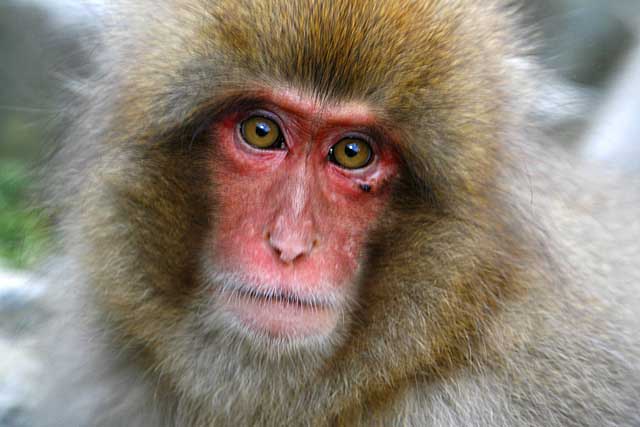 Japanese Snow Monkey (Macaca fuscata)