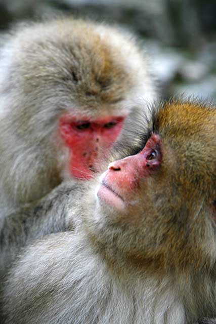 Japanese Snow Monkey (Macaca fuscata)