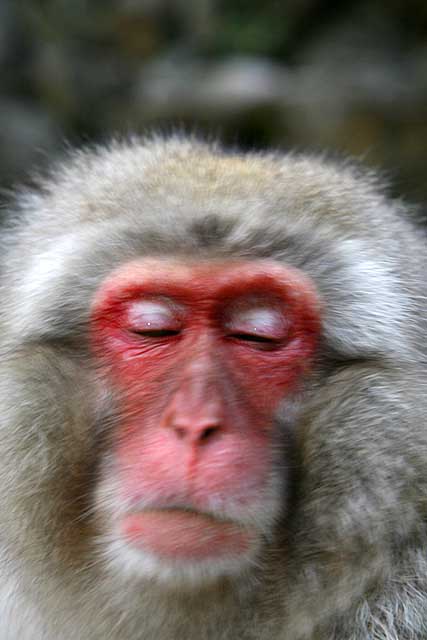 Japanese Snow Monkey (Macaca fuscata)