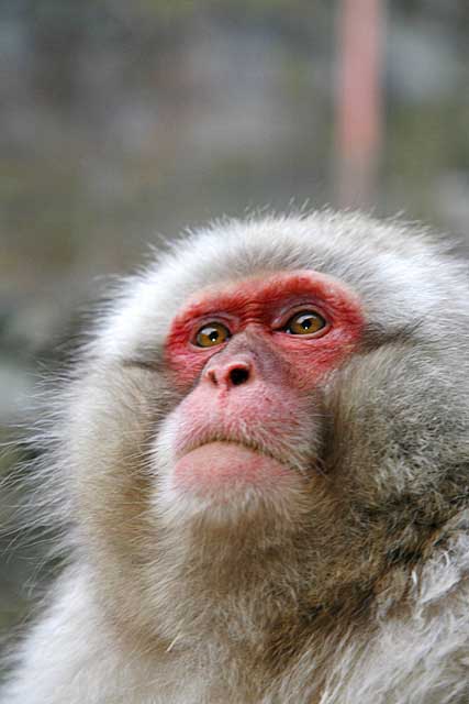 Japanese Snow Monkey (Macaca fuscata)