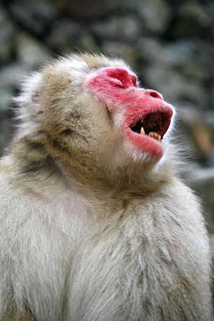 Japanese Snow Monkey (Macaca fuscata)