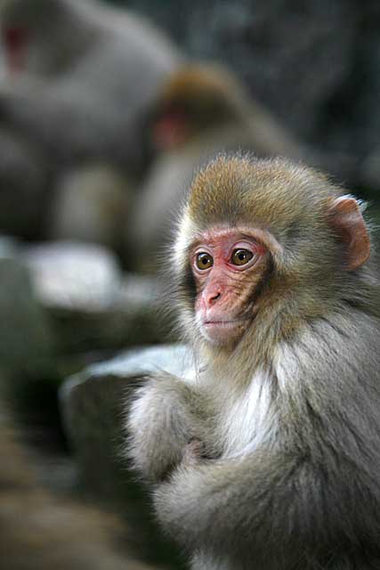 Japanese Snow Monkey (Macaca fuscata)