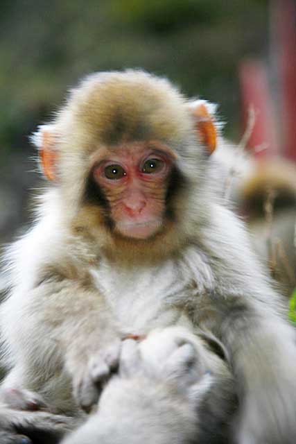 Japanese Snow Monkey (Macaca fuscata)