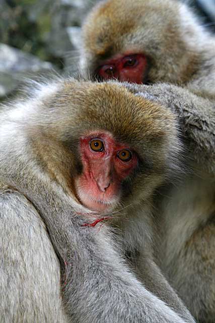 Japanese Snow Monkey (Macaca fuscata)