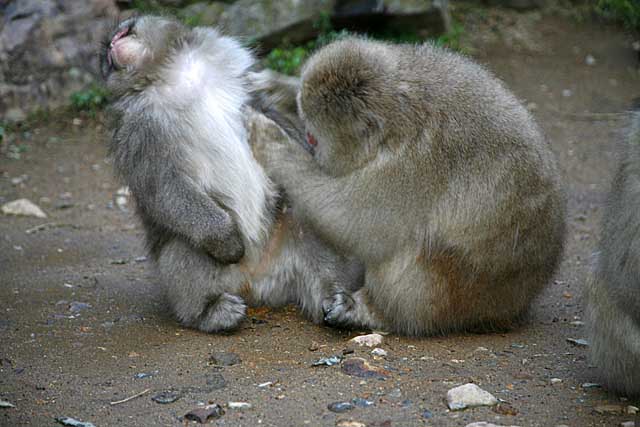 Japanese Snow Monkey (Macaca fuscata)