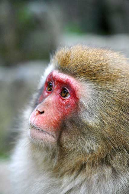 Japanese Snow Monkey (Macaca fuscata)