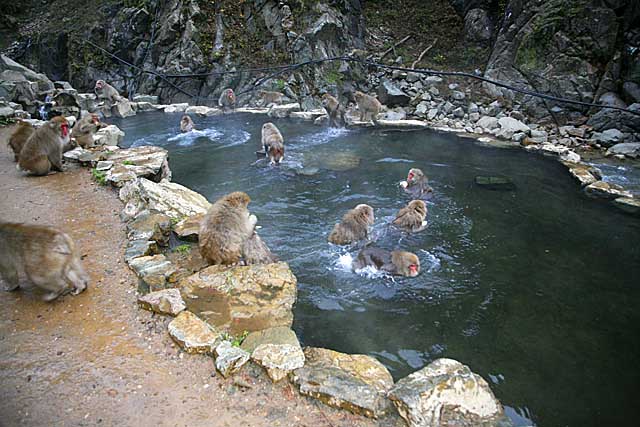 Japanese Snow Monkey (Macaca fuscata)