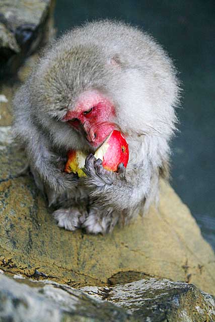 Japanese Snow Monkey (Macaca fuscata)