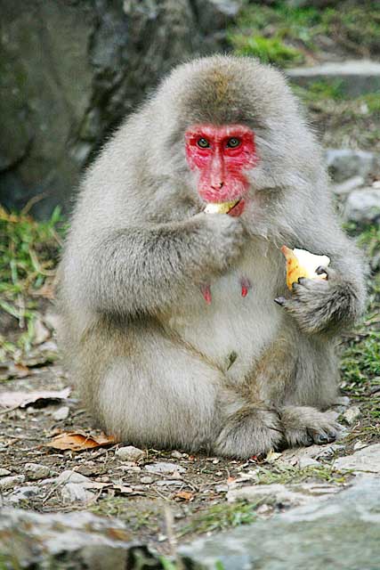 Japanese Snow Monkey (Macaca fuscata)