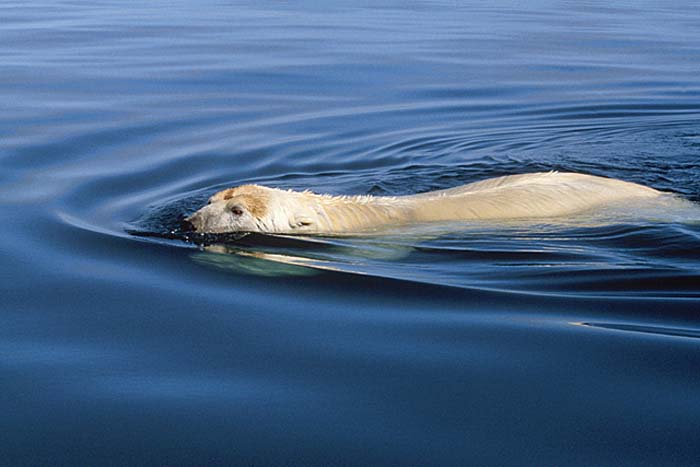 Polar Bear (Ursus maritimus)