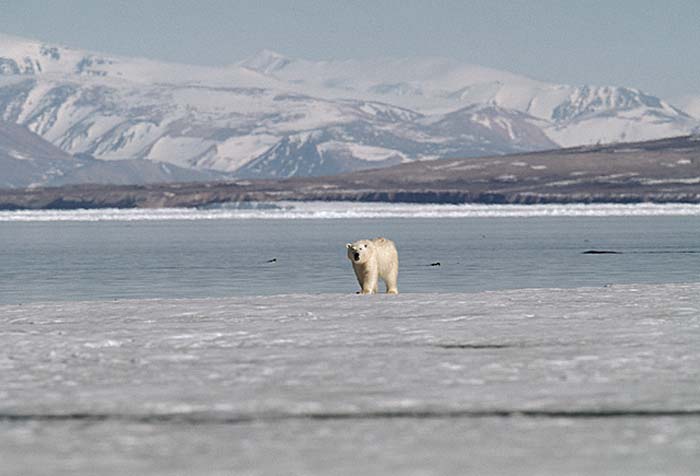 Polar Bear (Ursus maritimus)