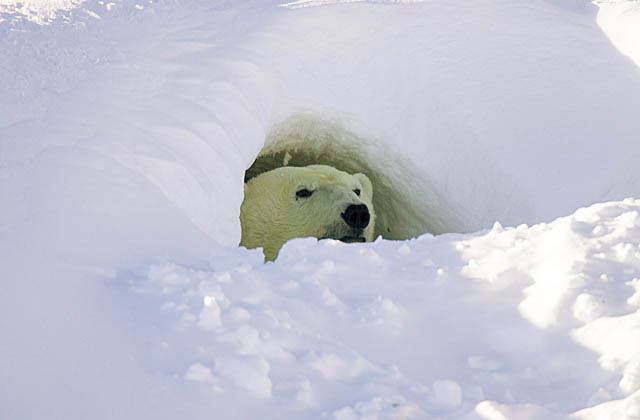 Polar Bear (Ursus maritimus)