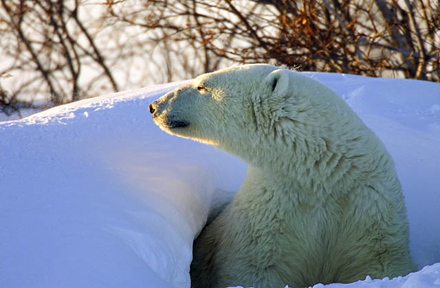 Polar Bear (Ursus maritimus)