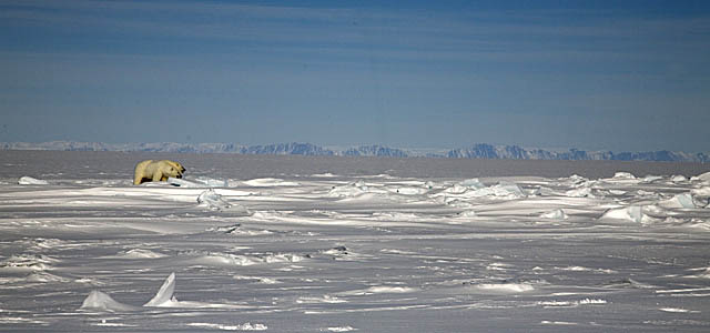 Polar Bear (Ursus maritimus)