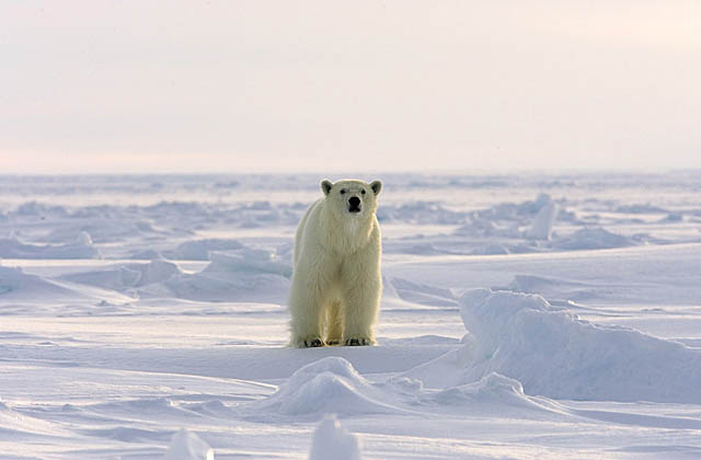 Polar Bear (Ursus maritimus)