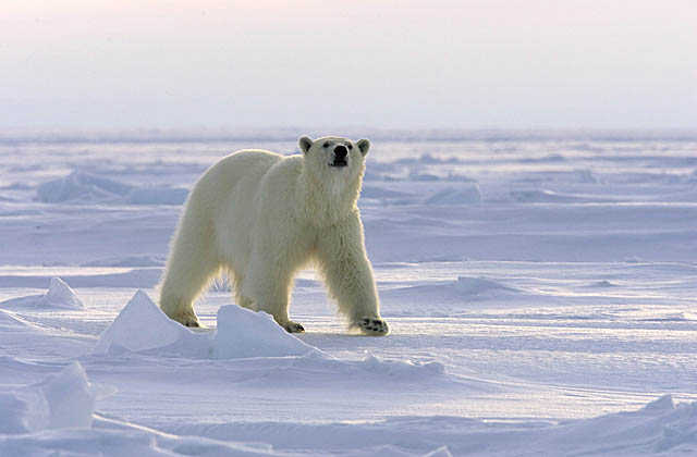 Polar Bear (Ursus maritimus)