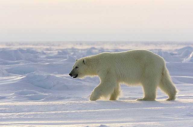 Polar Bear (Ursus maritimus)