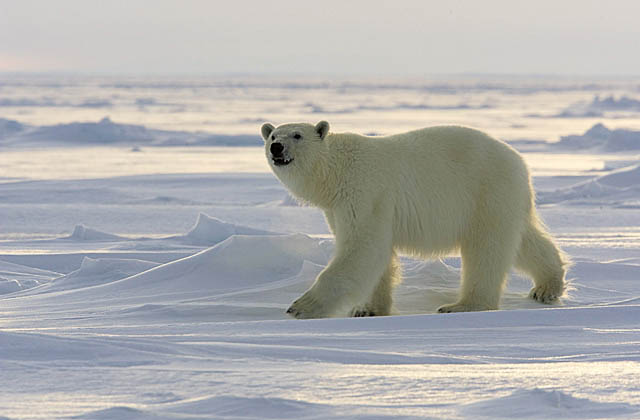 Polar Bear (Ursus maritimus)