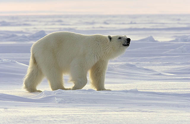 Polar Bear (Ursus maritimus)