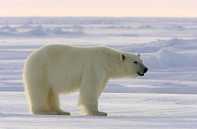 Polar Bear (Ursus maritimus)